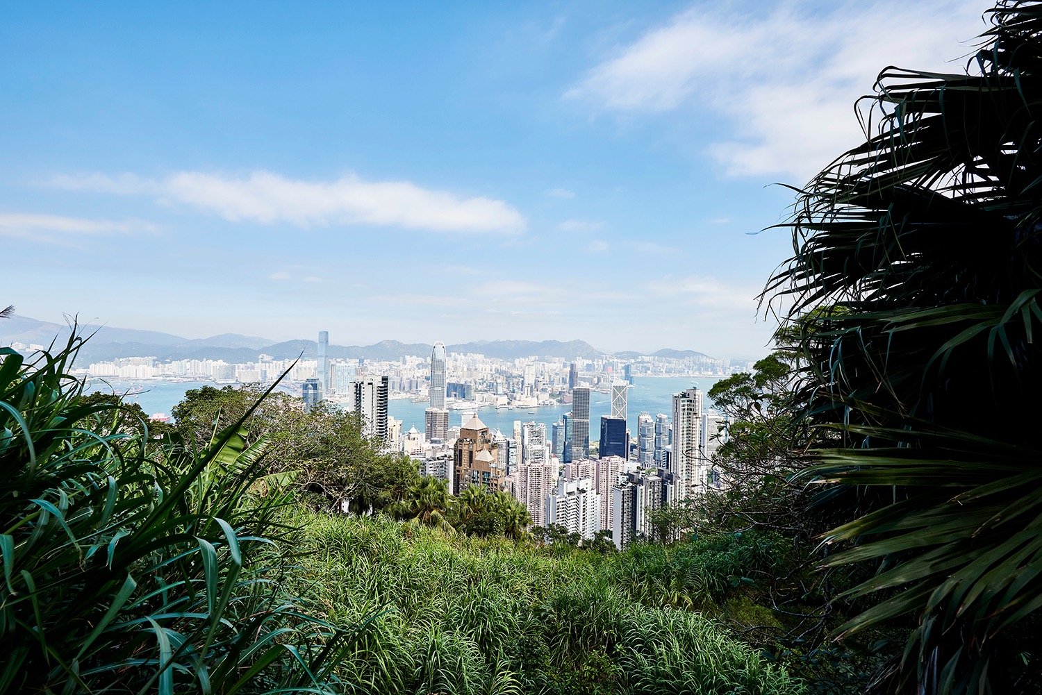 Hong Kong skyline seen through dense planting from higher ground